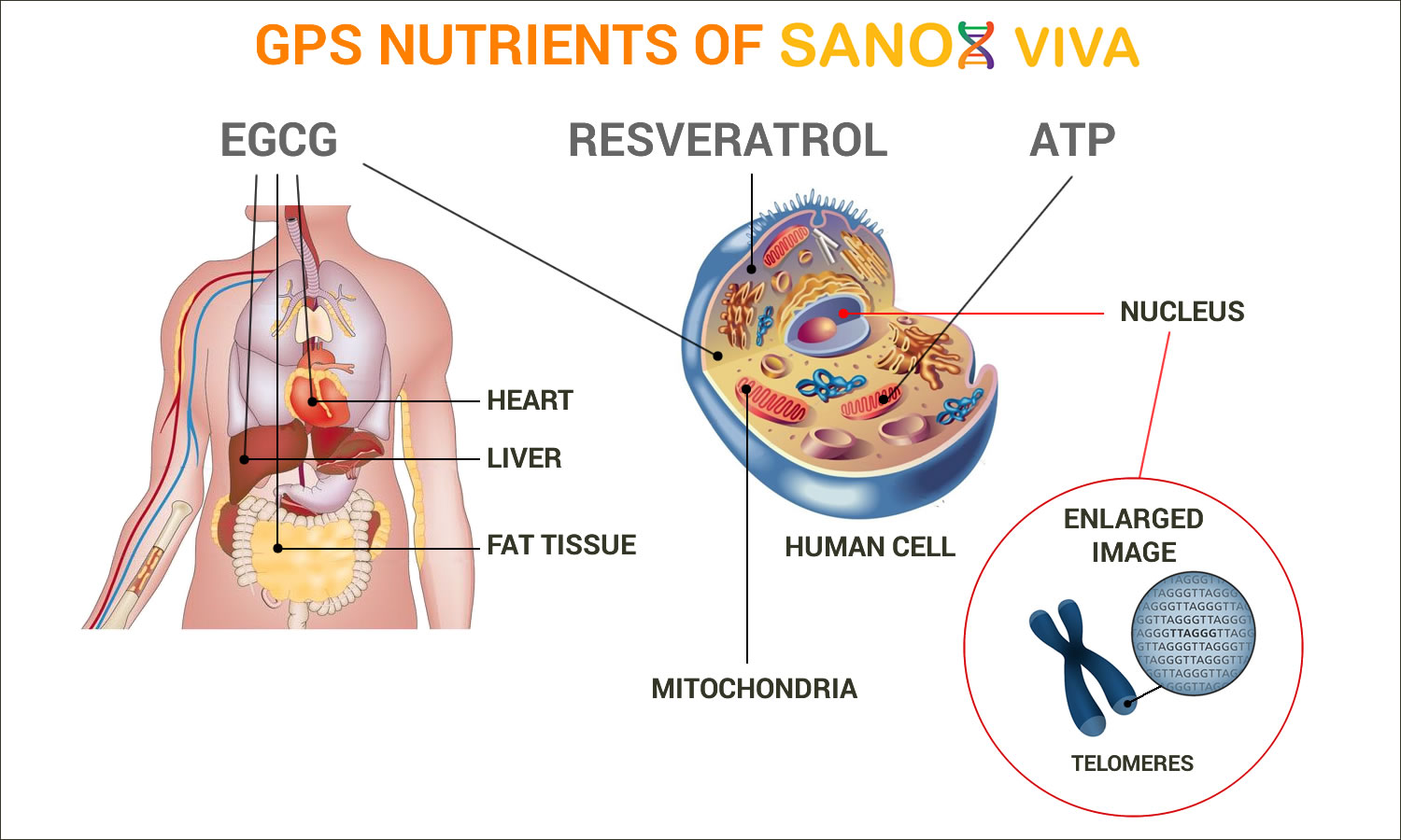 GPS Nutrients of Sanox Viva